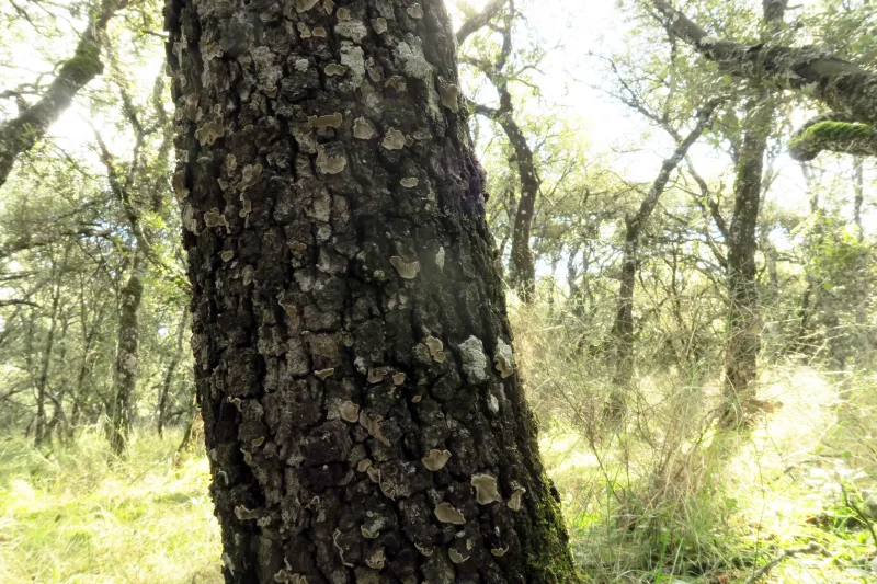 Aleurodiscus disciformis 1 - IMG_4795